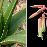 Aloe X delaetii (hybr.) available 10.5cm and 12cm Ø